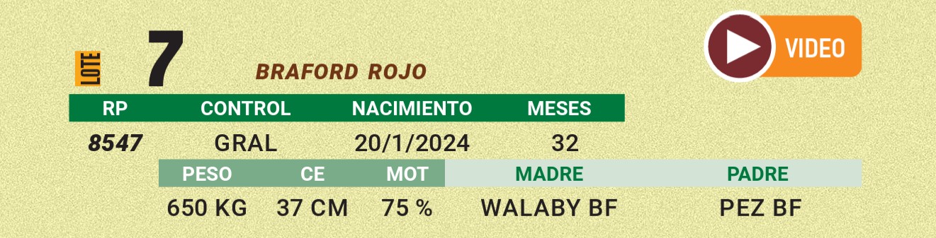 LOTE 07 - BRAFORD