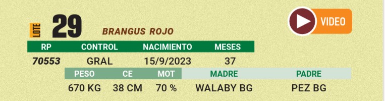 LOTE 29 - BRANGUS ROJO