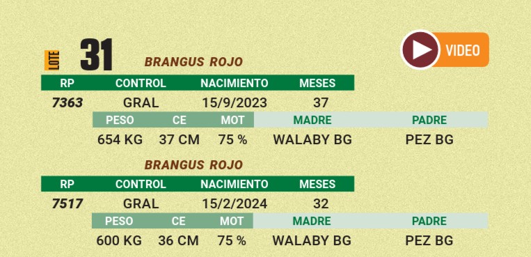 LOTE 31 - BRANGUS ROJO