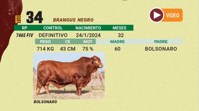 LOTE 34 - BRANGUS NEGRO
