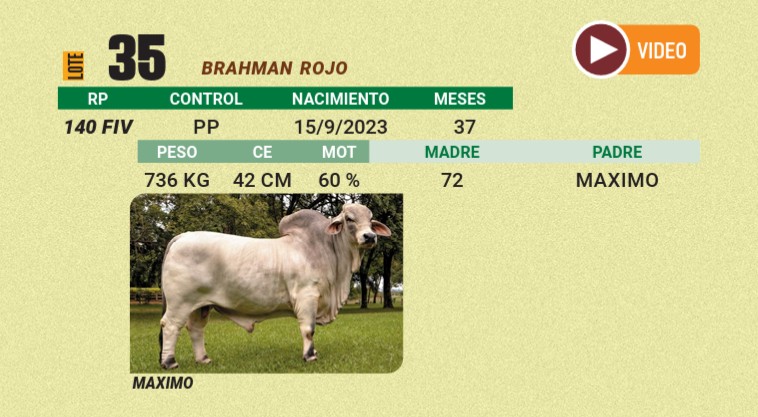LOTE 35 - BRAHMAN ROJO
