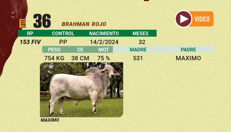 LOTE 36 - BRAHMAN ROJO