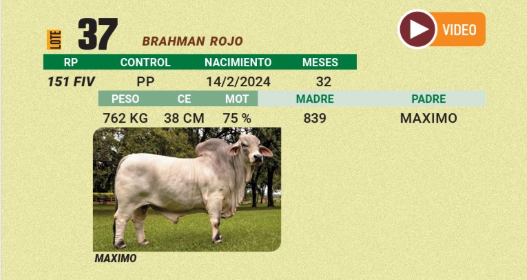 LOTE 37 - BRAHMAN ROJO