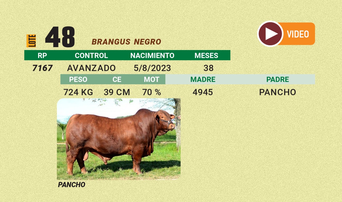LOTE 48 - BRANGUS NEGRO