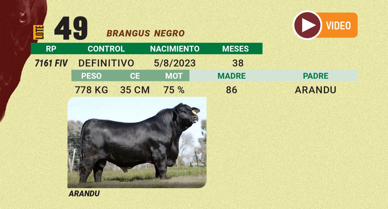LOTE 49 - BRANGUS NEGRO