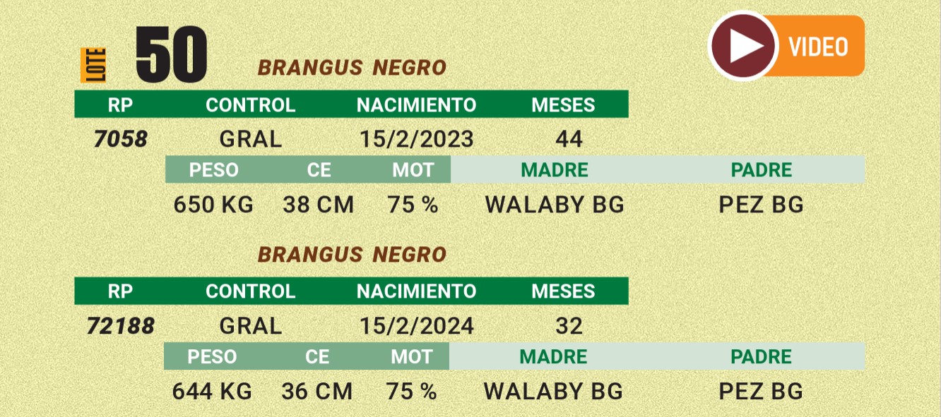 LOTE 50 - BRANGUS NEGRO