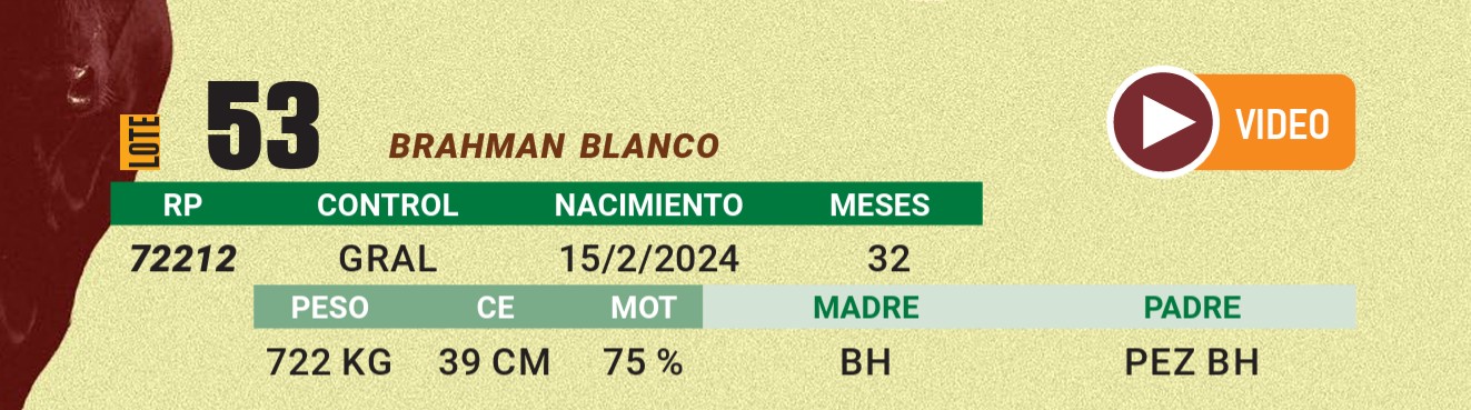 LOTE 53 - BRAHMAN BLANCO