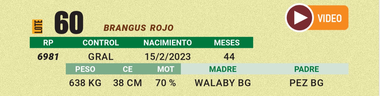 LOTE 60 - BRANGUS ROJO