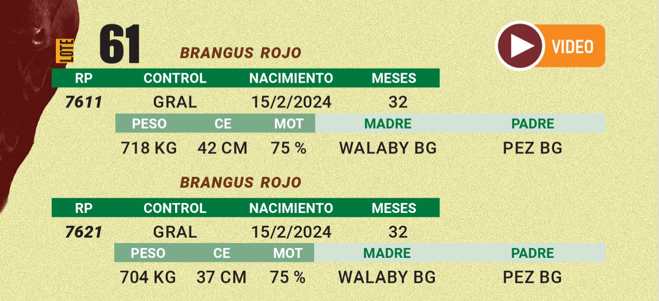 LOTE 61 - BRANGUS ROJO