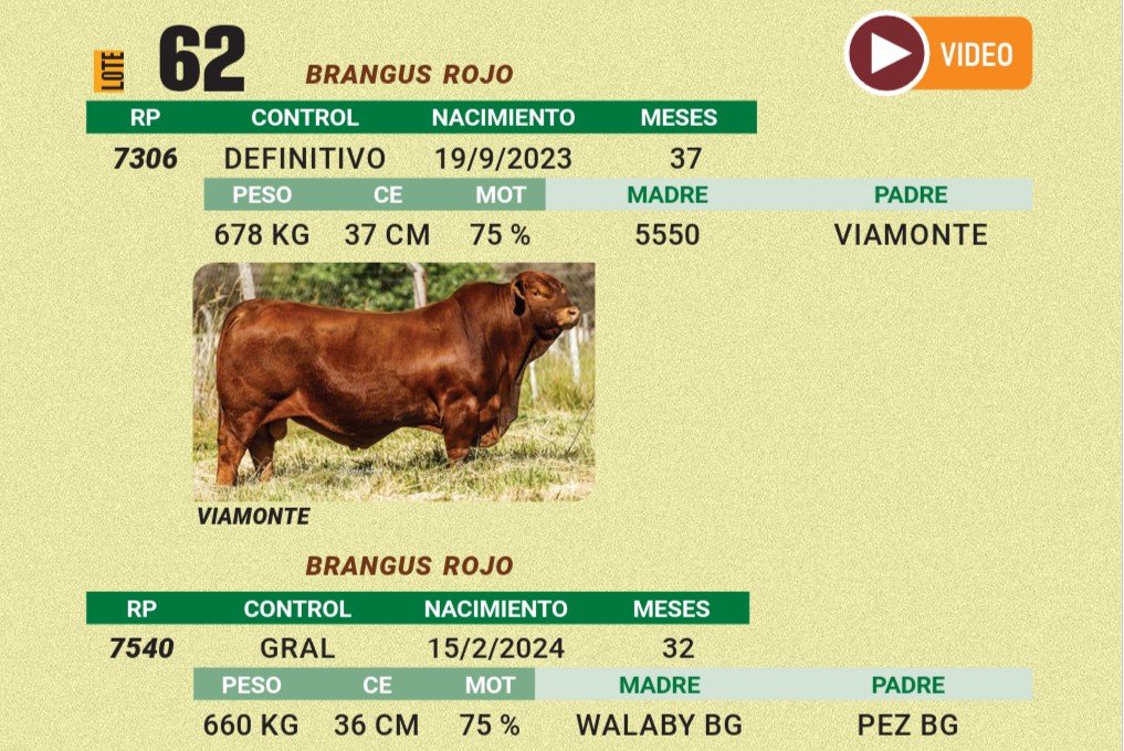 LOTE 62 - BRANGUS ROJO
