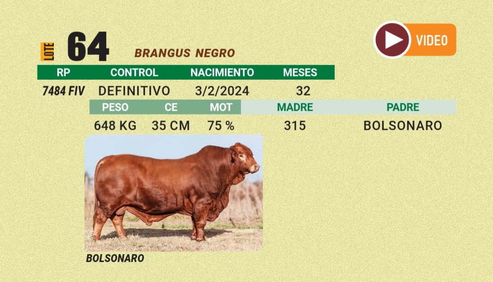 LOTE 64 - BRANGUS NEGRO