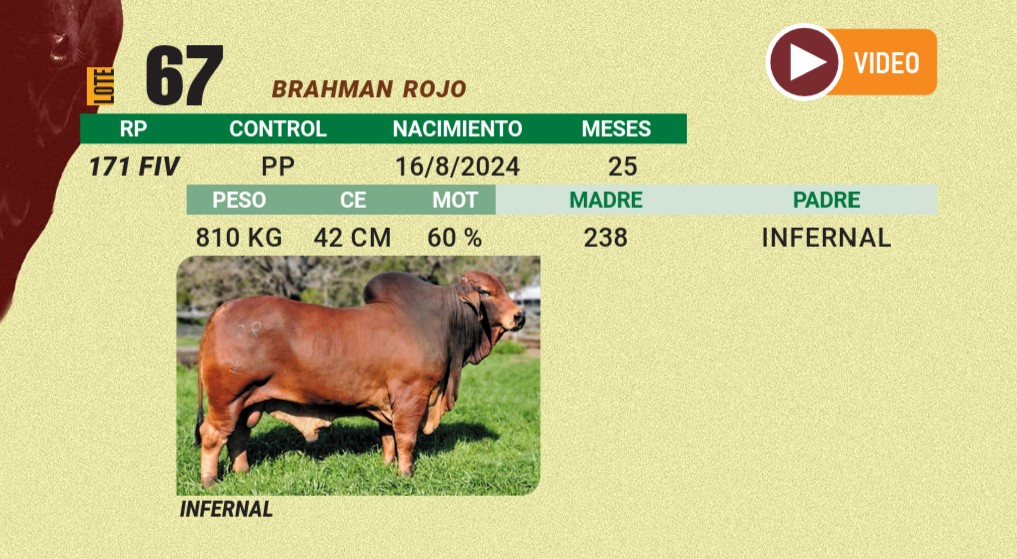 LOTE 67 - BRAHMAN ROJO