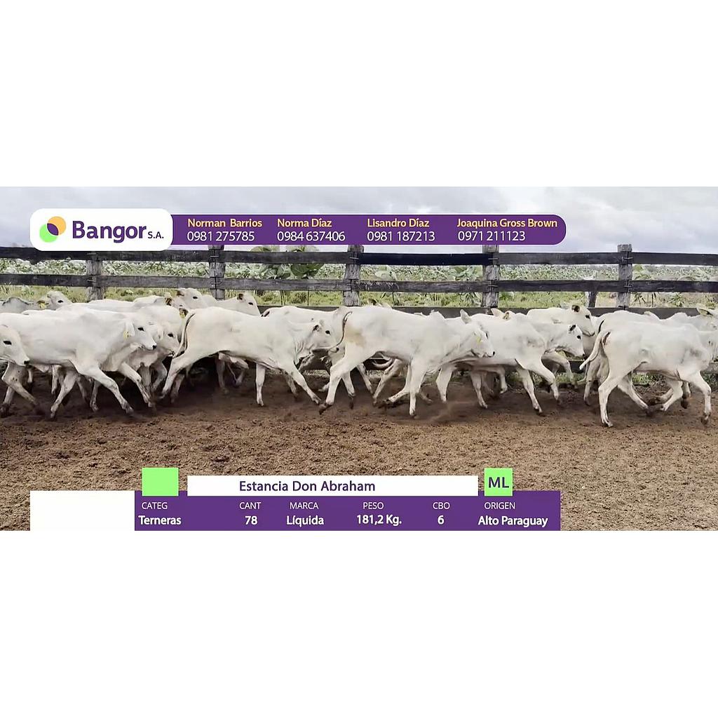 LOTE 067 - TERNERAS
