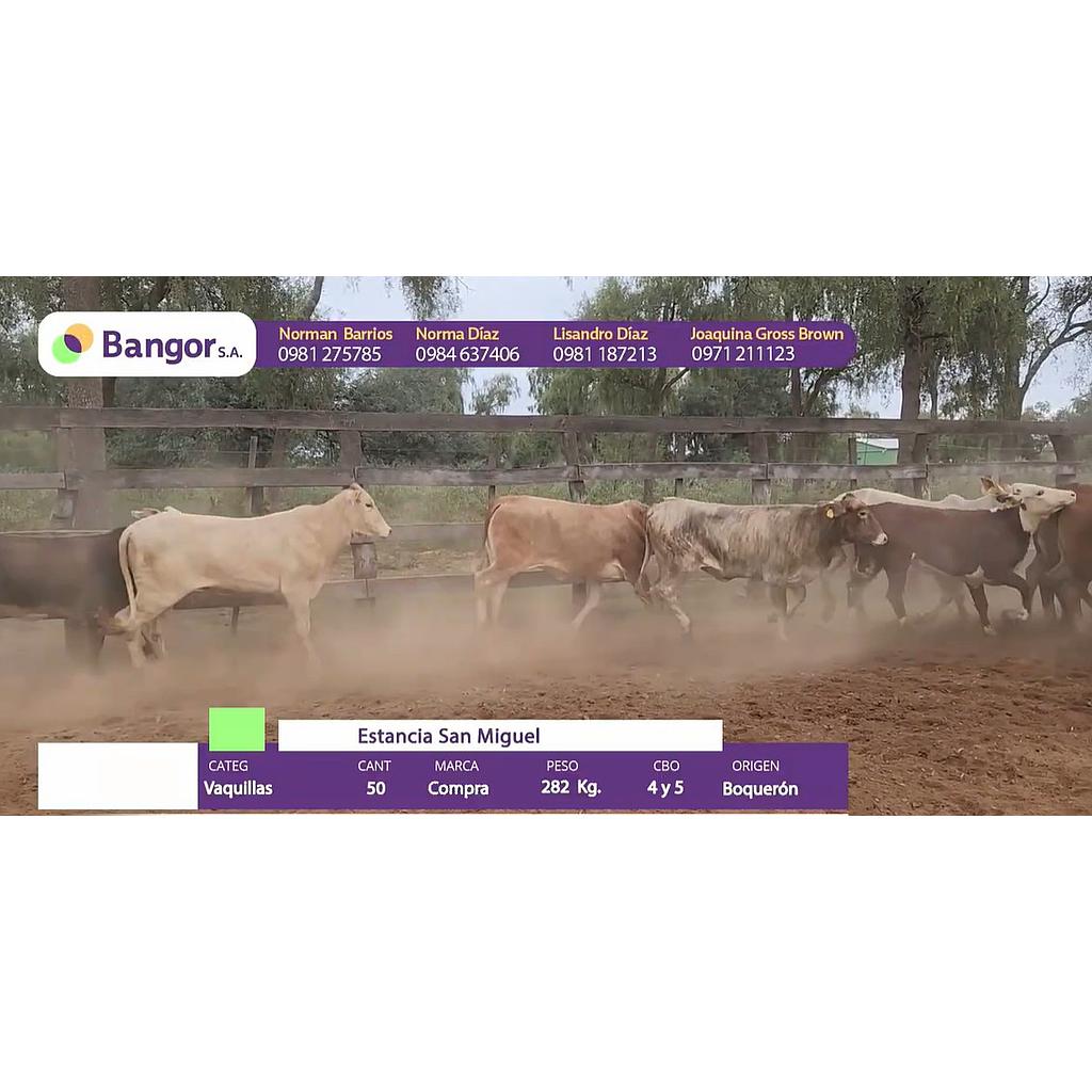 LOTE 072 - VAQUILLAS
