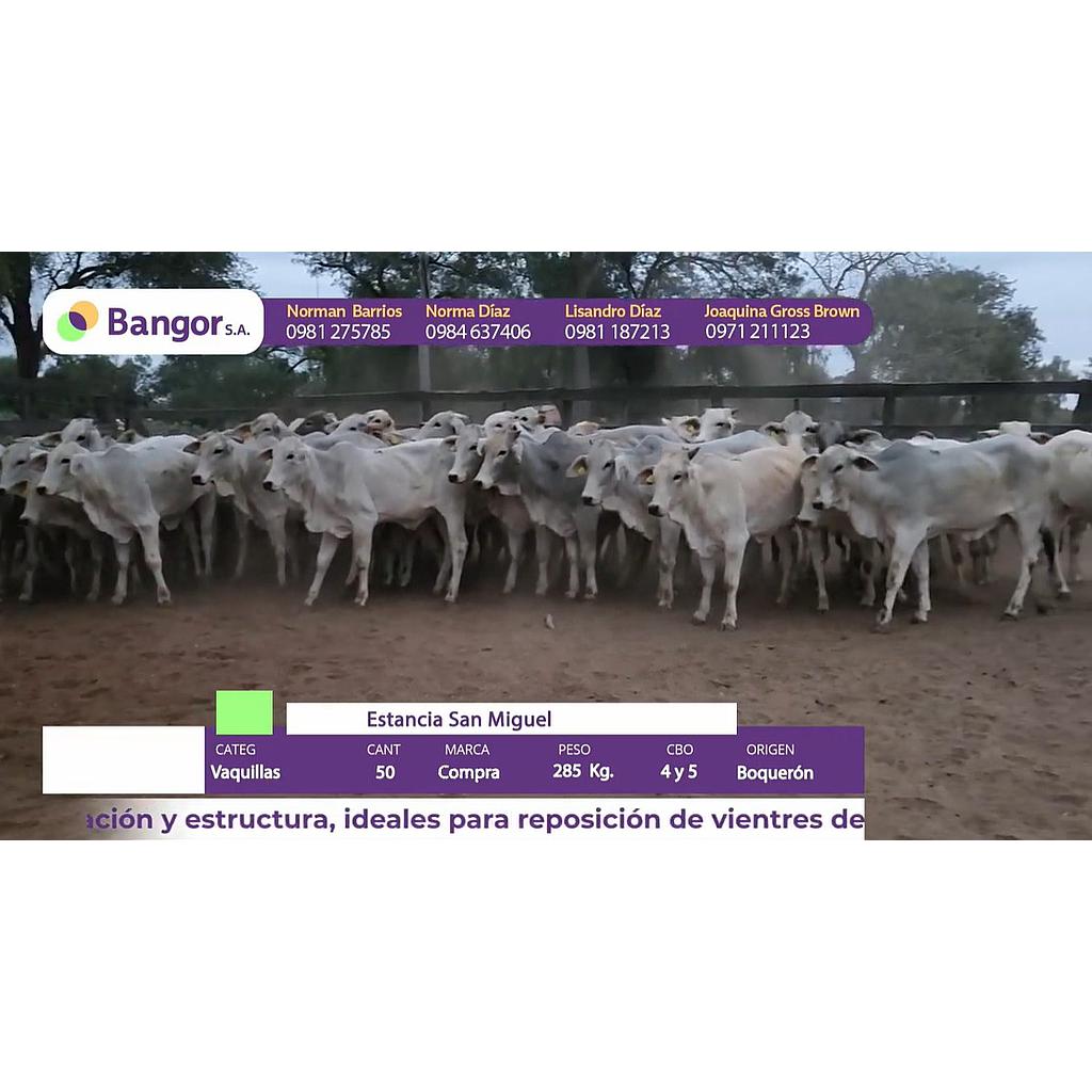 LOTE 074 - VAQUILLAS
