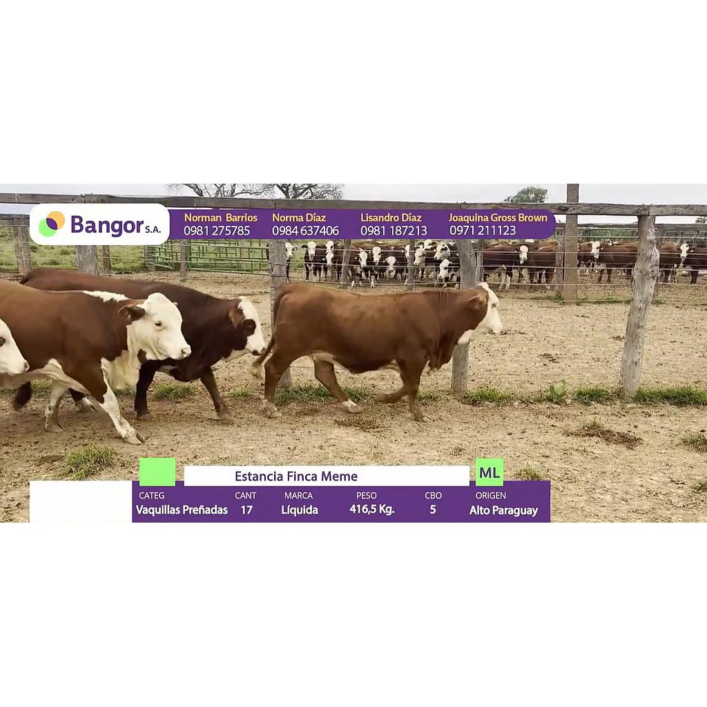 LOTE 094 - VAQUILLAS PREÑADAS