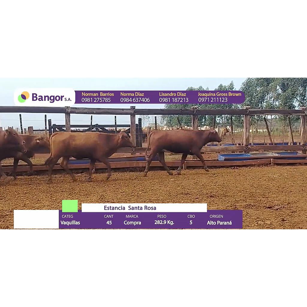 LOTE 073 - VAQUILLAS