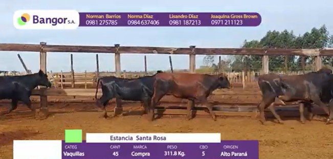 LOTE 078 - VAQUILLAS