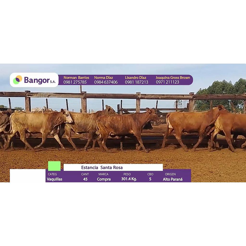LOTE 080 - VAQUILLAS