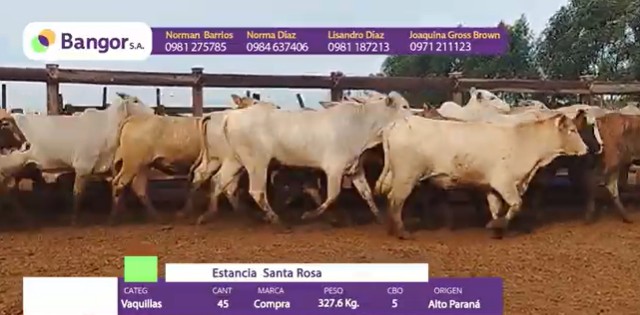 LOTE 082 - VAQUILLAS