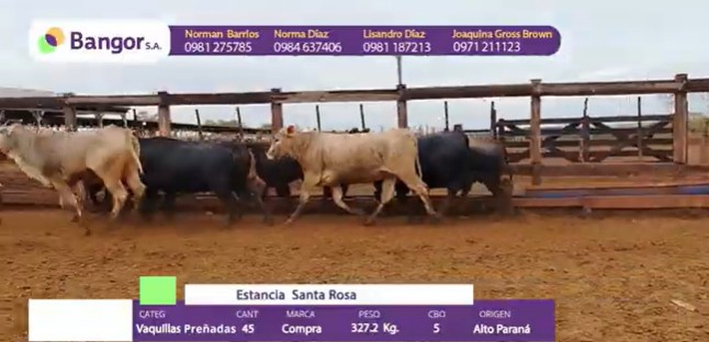 LOTE 091 - VAQUILLAS PREÑADAS