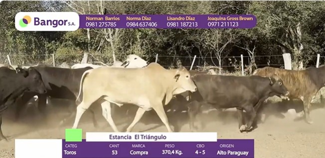LOTE 062 - TOROS