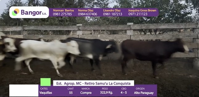LOTE 081 - VAQUILLAS