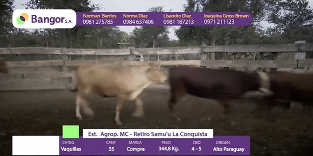 LOTE 083 - VAQUILLAS