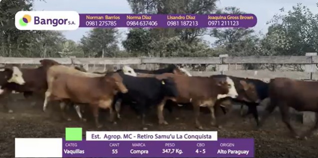 LOTE 084 - VAQUILLAS