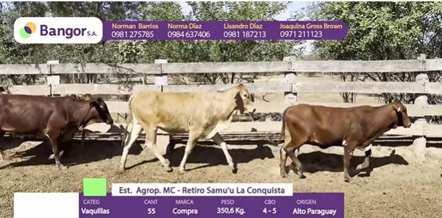LOTE 085 - VAQUILLAS