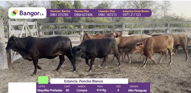 LOTE 093 - VAQUILLAS PREÑADAS