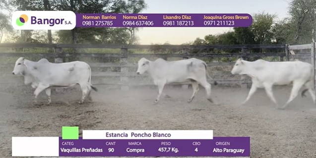 LOTE 095 - VAQUILLAS PREÑADAS