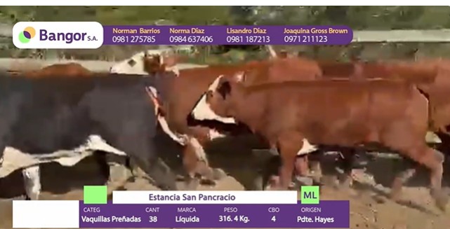 LOTE 090 - VAQUILLAS PREÑADAS