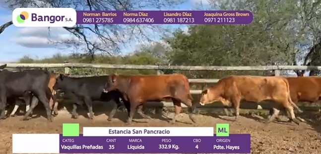 LOTE 092 - VAQUILLAS PREÑADS
