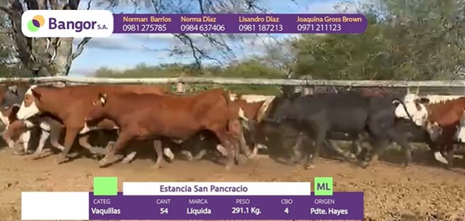 LOTE 75 - VAQUILLAS