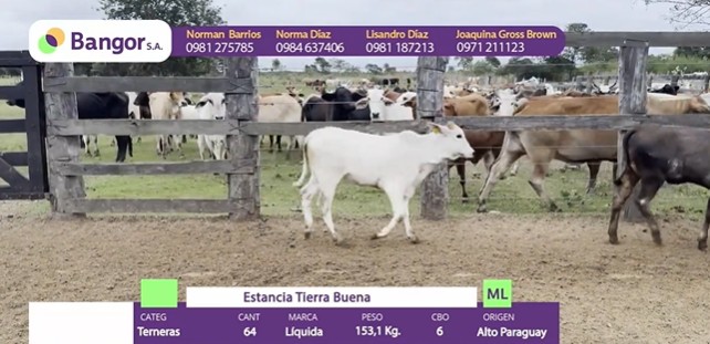 LOTE 065 - TERNERAS