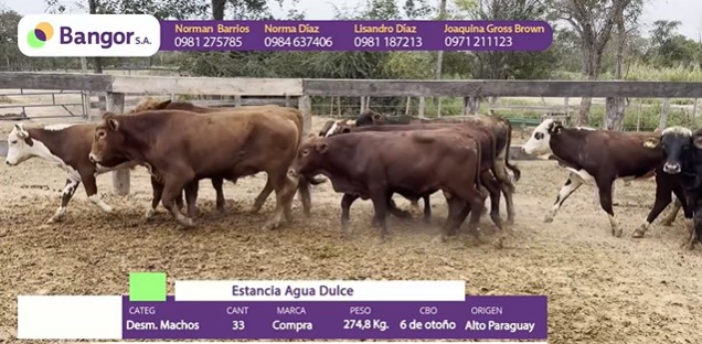 LOTE 58 - DESMAMANTES MACHOS