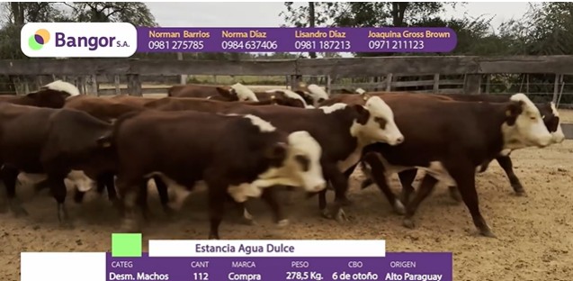 LOTE 60 - DESMAMANTES MACHOS