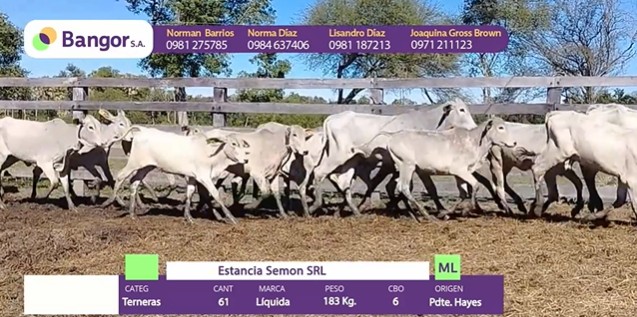 LOTE 68 - TERNERAS