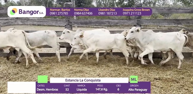 LOTE 69 - DESMAMANTES HEMBRAS