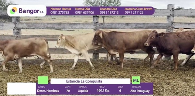 LOTE 70 - DESMAMANTES HEMBRAS
