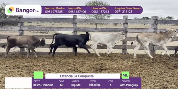 LOTE 71 - DESMAMANTES HEMBRAS