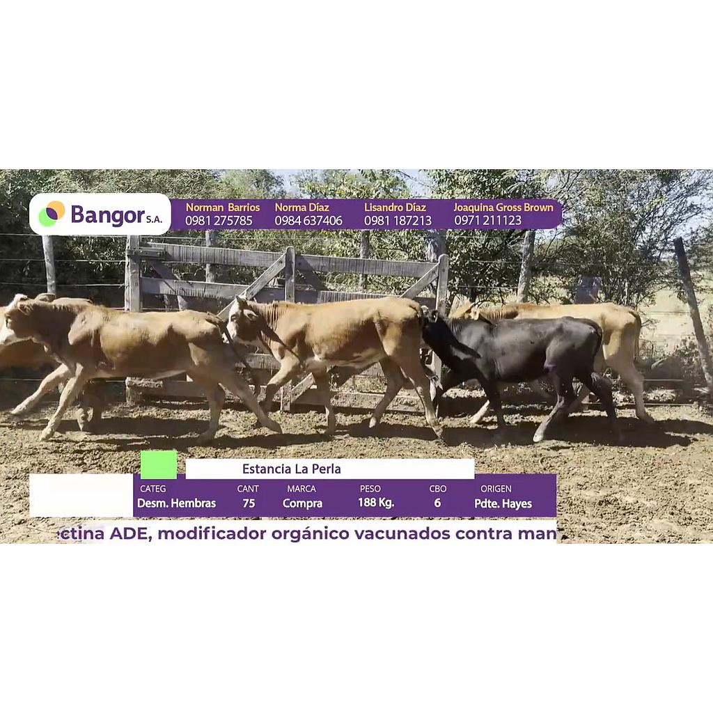 LOTE 06 - DESMAMANTES HEMBRAS