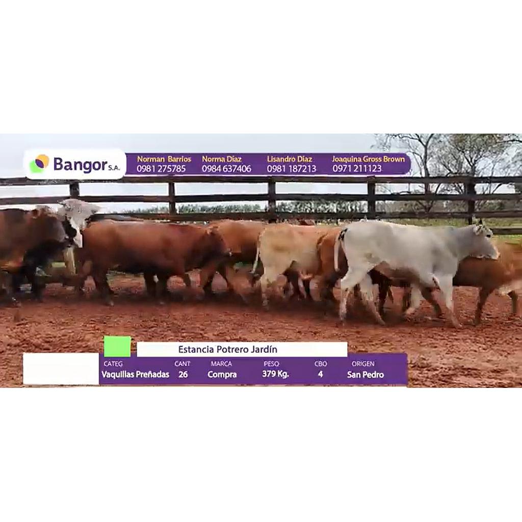 LOTE 07 - VAQUILLAS PREÑADAS