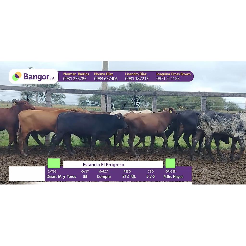 LOTE 08 - DESMAMANTES MACHOS Y TOROS