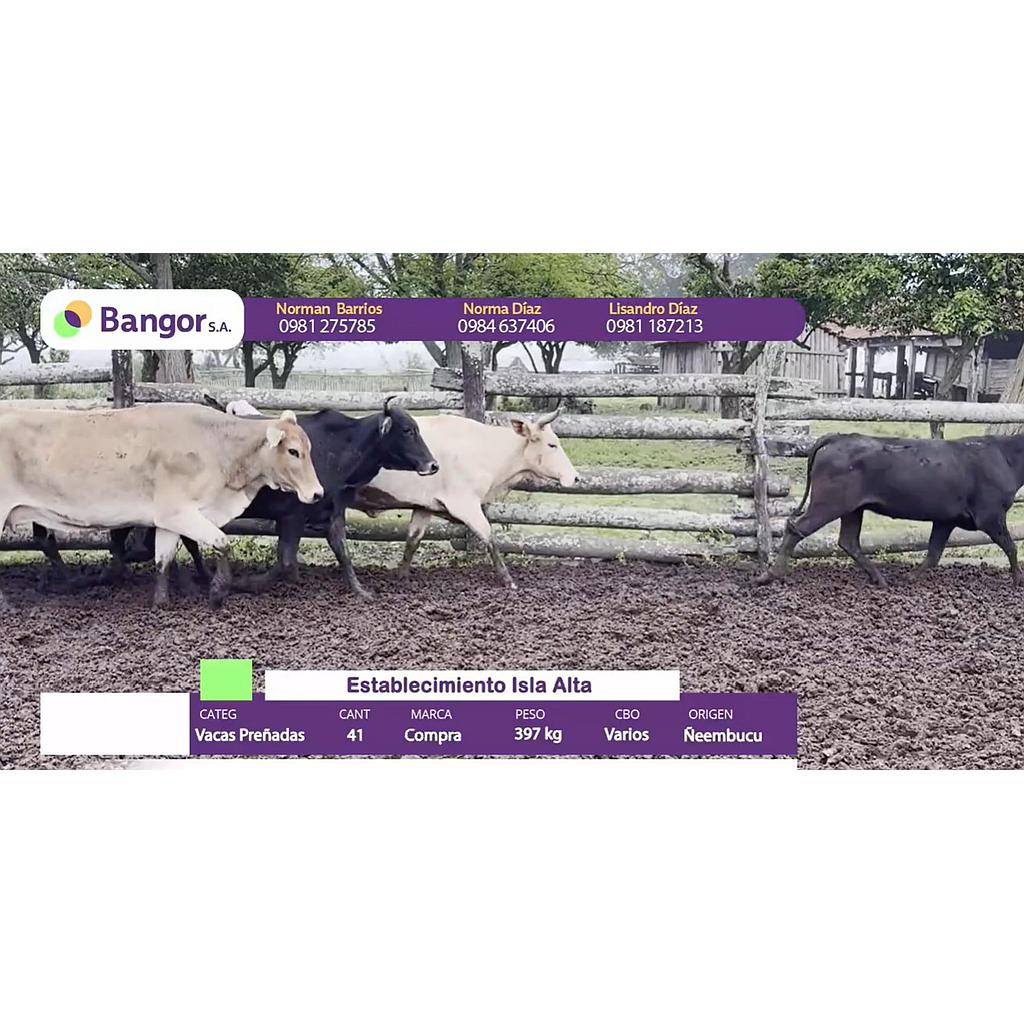 Lote 03- Vacas Preñadas