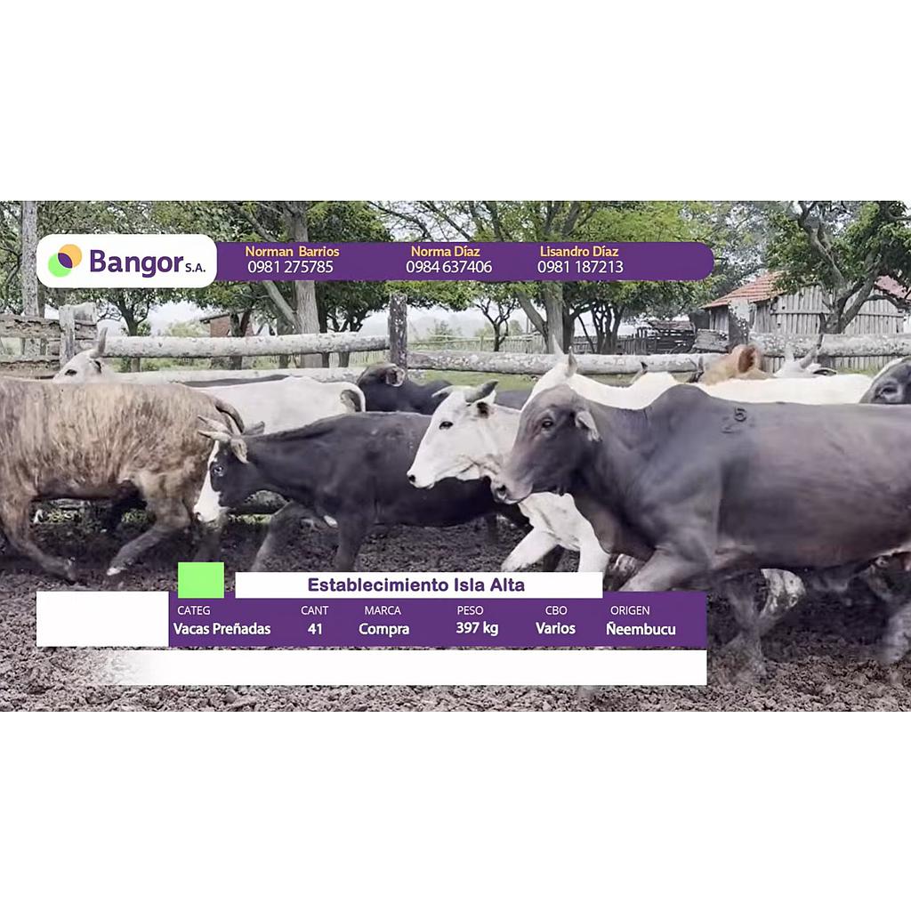 Lote 04- Vacas Preñadas