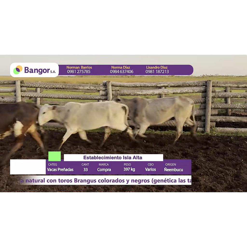 Lote  06- Vacas Preñadas