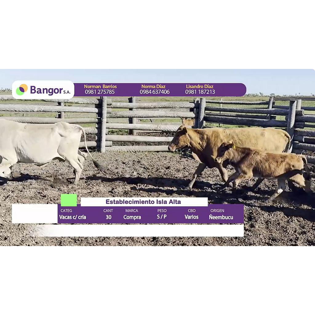 Lote 09- Vacas con Crias