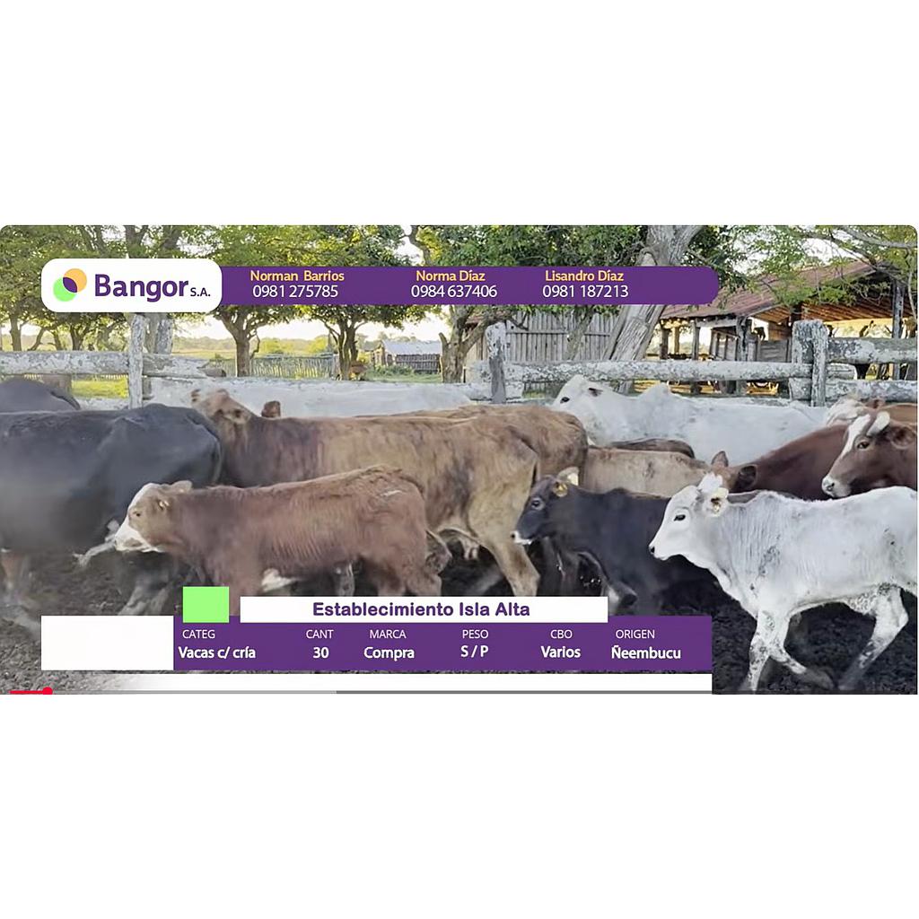 Lote 12- Vacas con Crias